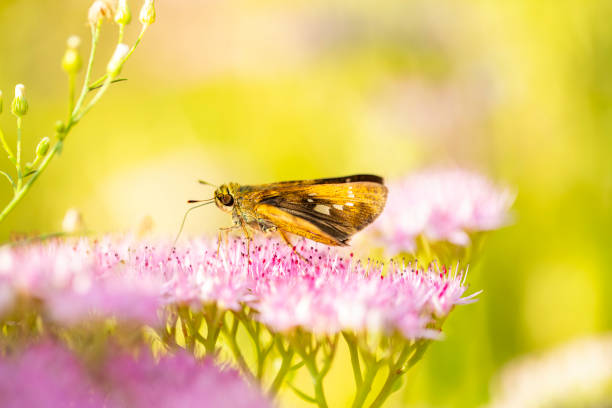 Extreme close up of a Silver Spotted Skipper Butterfly (Epargyreus clarus) using its proboscis tongue to retrieve nectar from a pink zinnia flower