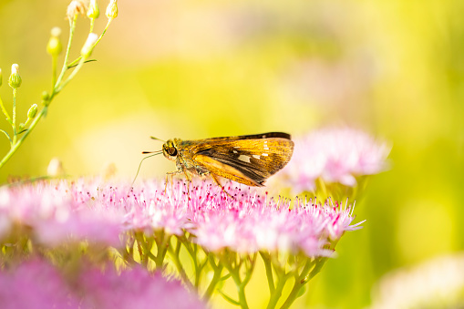 Parnara guttata Bremeret Grey, Rice skipper butterfly, A butterfly is on the flower