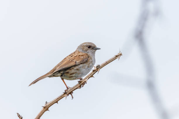 istock Dunnock - European Hedge Sparrow 1279572542