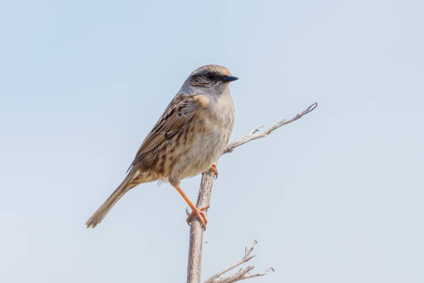 istock Dunnock - European Hedge Sparrow 1279572572