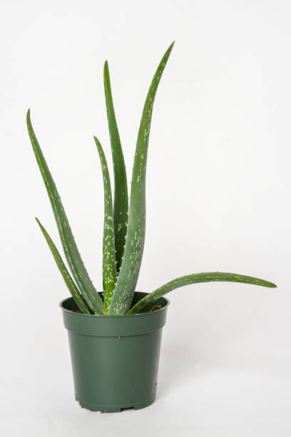 istock Small cactus with thorns in a pot on white background 1279574275