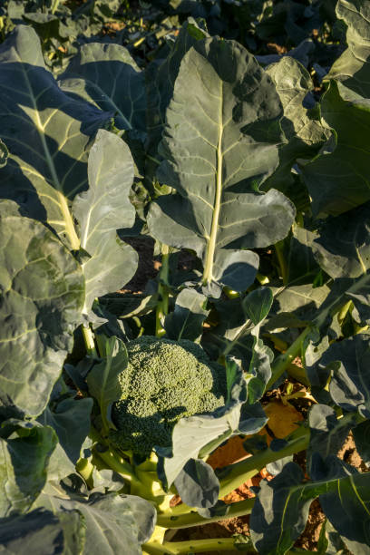 istock Large green broccoli ready to be picked in a sunny field in Quebec Canada 1279574810