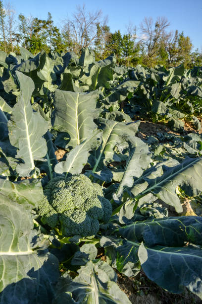istock Large green broccoli ready to be picked in a sunny field in Quebec Canada 1279574827