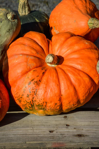 istock grouping of squash and pumpkins in an autumn setting in Quebec, Canada 1279574915