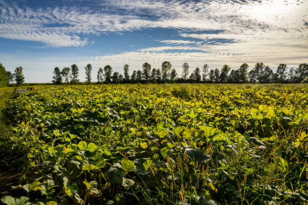 istock backlit pumpkin fields in an autumn setting in Quebec, Canada 1279575624