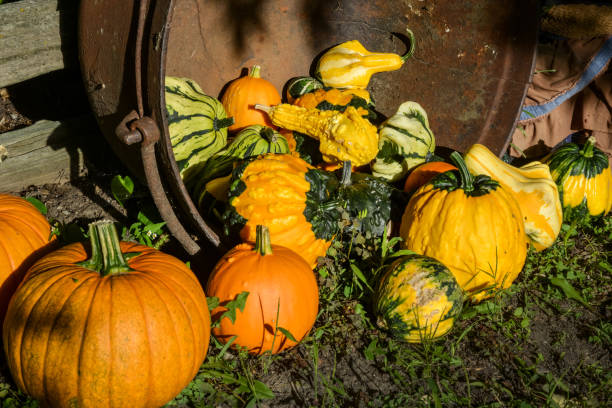 istock grouping of squash and pumpkins in an autumn setting in Quebec, Canada 1279575666