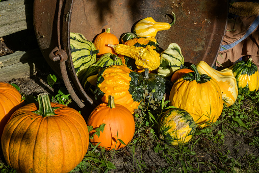 grouping of squash and pumpkins in an autumn setting in Quebec, Canada