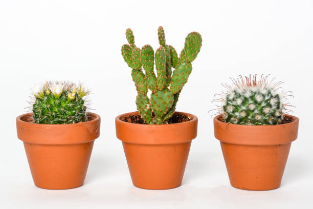 istock Small cactus with thorns in a pot on white background 1279575793