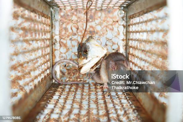 Closeup Of A Rat Trapped In A Mousetrap Cage Rodent Control Cage In House  Stock Photo - Download Image Now - iStock