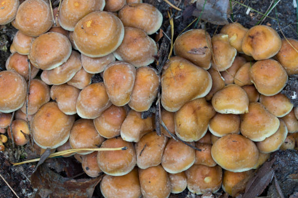 hypholoma fasciculare, enxofre tuft cogumelos closeup - hypholoma fasciculare - fotografias e filmes do acervo