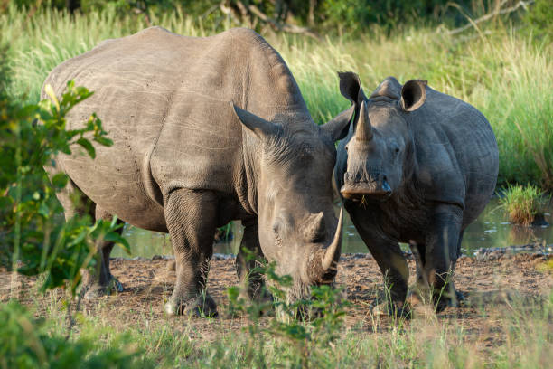 istock White Rhino Cow and Calf 1279579059