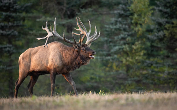 Each An elk in Pennsylvania wapiti stock pictures, royalty-free photos & images