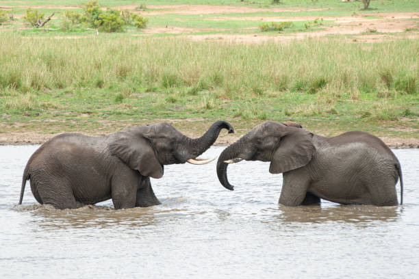 istock 2 African Elephant Swimming 1279581298