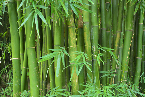Bamboo Forest in the Sunlight