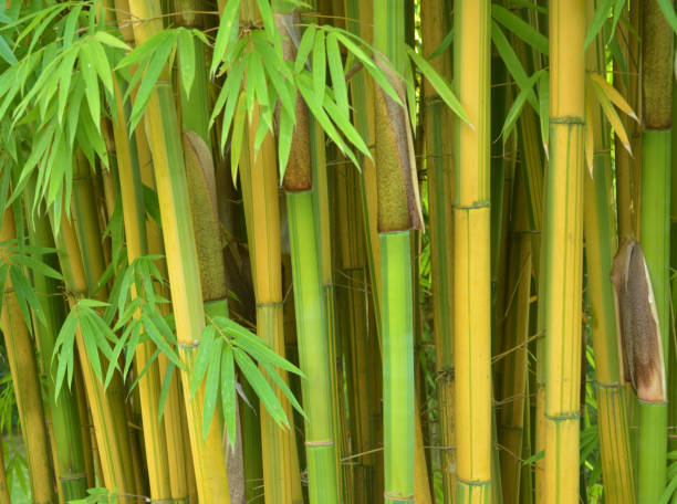 istock bamboo with yellow stem and green leaves 1279583069