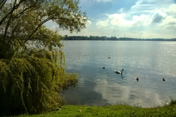 Lakeshore with waterfowls on the water surface framed by a tree on a clear day in autumn