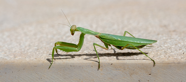 Green praying mantis. European or Mantis Religiosa against beige color background, copy space, closeup view.