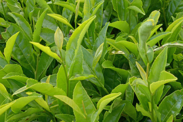 istock Up of tea plantation before harvest 1279585432