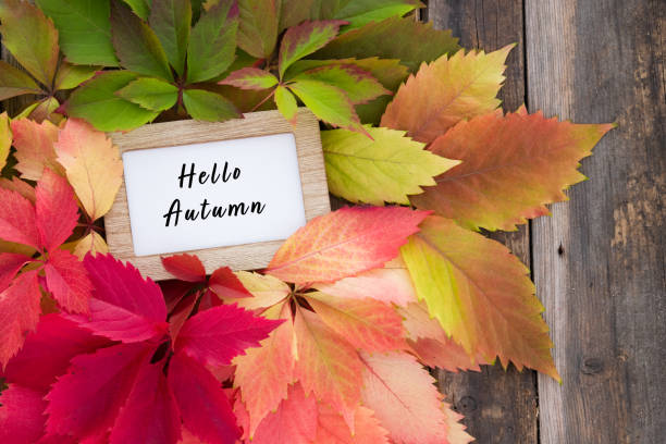 istock Colorful autumn leaves on rustic wooden background with text 1279586801