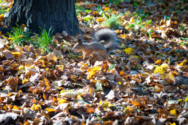 squirrel runs along the fallen leaves of trees. it's autumn stock photo