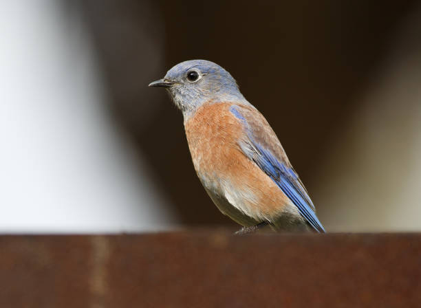istock Male Western Bluebird Perched on a Picnic Barbeque 1279589334