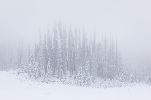 Snowy forest landscape with fog