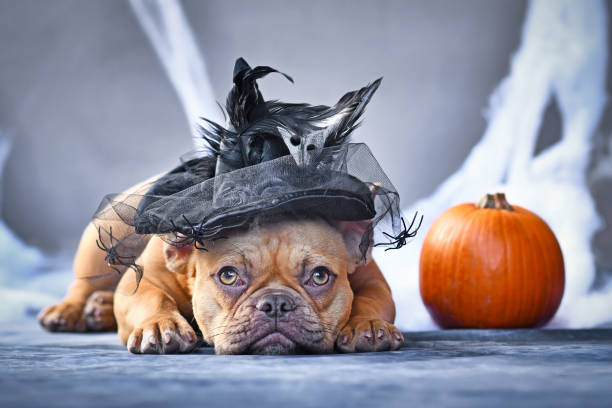 French Bulldog dog dressed up with Halloween witch hat in front of background with spider webs and pumpkin Red fawn French Bulldog dog dressed up with Halloween witch hat in front of seasonal background with spider webs and pumpkin dog in halloween hat of witch stock pictures, royalty-free photos & images