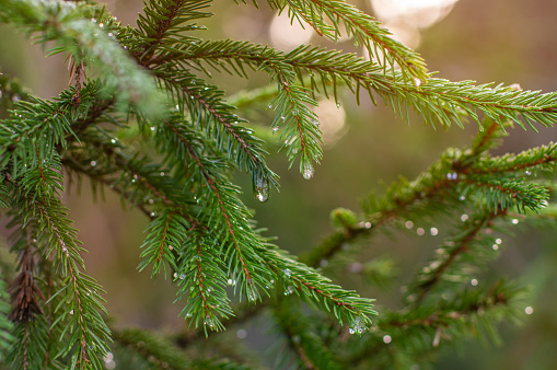 Christmas tree in nature. Green spruce close up. Selective focus, blurred background