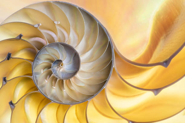 istock Detail of nautilus spiral shell 1279591491