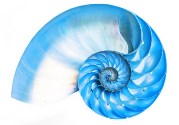 Cross Section of a Nautilus Shell