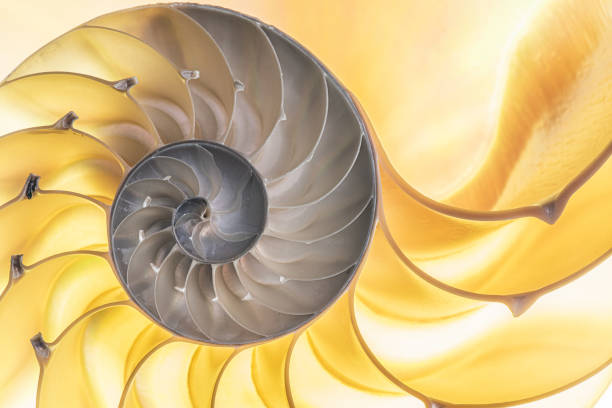 istock Detail of nautilus spiral shell 1279591520