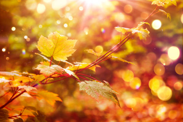 秋の公園、秋の背景、太陽のまぶしさの枝に揺れる秋のカラフルな明るい葉。 - autumn leaf flash ストックフォトと画像