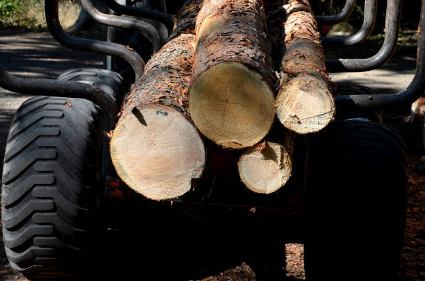 istock Deforestation due to bark beetle calamity, natural woodpecker protection has failed and mining machines must board harvesters saws. mark trees that are sick. piles logs must be covered with nets 1279593315