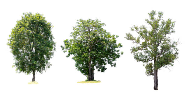 istock Three trees are the most important thing in the world, Oxygen Production, Temperature control, Balance with nature, Isolated on White Background 1279593467
