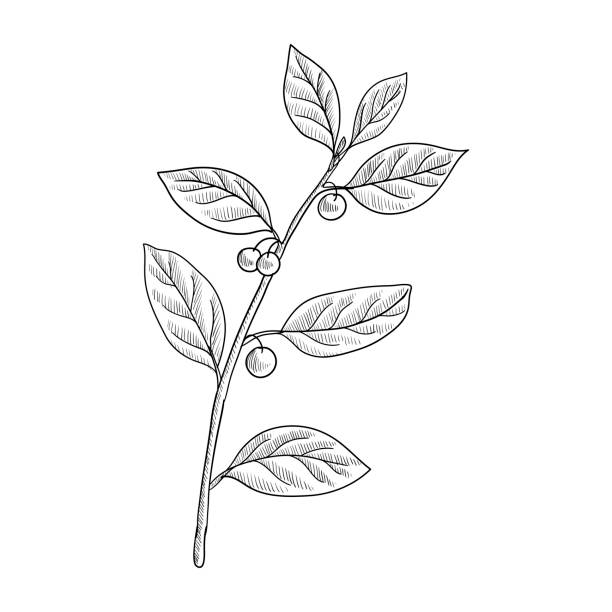vector drawing alder buckthorn vector drawing alder buckthorn branch with leaves and berries ,Frangula alnus , hand drawn illustration alder tree drawing stock illustrations