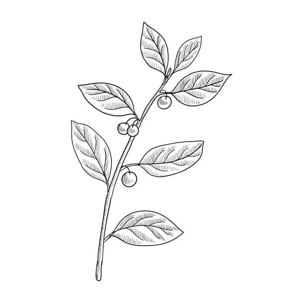 vector drawing alder buckthorn vector drawing alder buckthorn branch with leaves and berries ,Frangula alnus , hand drawn illustration frangula alnus stock illustrations