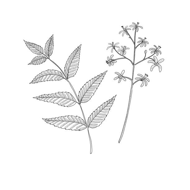 ilustrações, clipart, desenhos animados e ícones de vetor desenho neem ramo árvore - azadirachta indica
