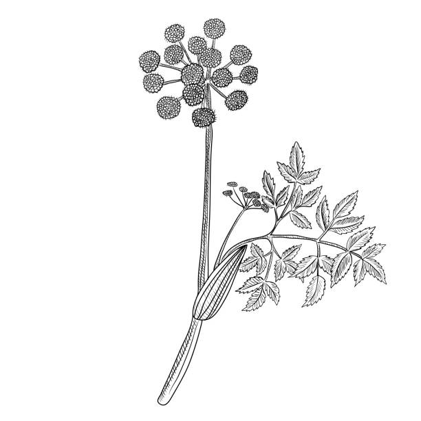 wektor rysunek dziki seler - angelica plant flower uncultivated stock illustrations