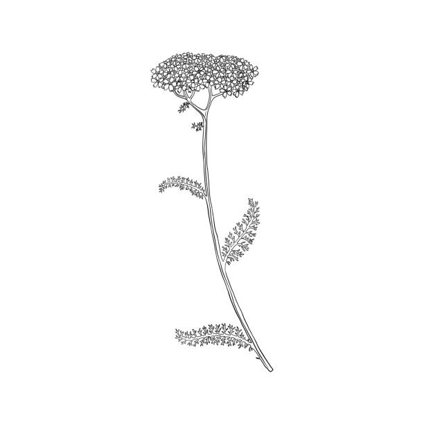 Yarrow Line Drawing 1,200+ Yarrow Drawings Stock Photos, Pictures & Royalty-Free Images ...