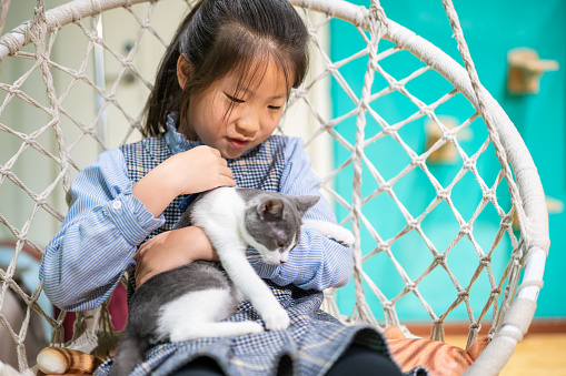 Cute Asian little girl playing with a domestic cat