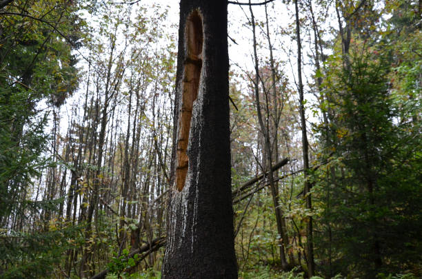 istock Deforestation due to bark beetle calamity, natural woodpecker protection has failed and mining machines must board harvesters saws. mark trees that are sick. piles logs must be covered with nets 1279596182