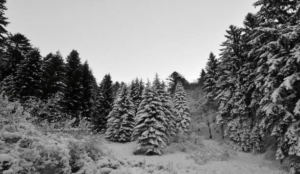 istock the white of the snowy forest 1279596336