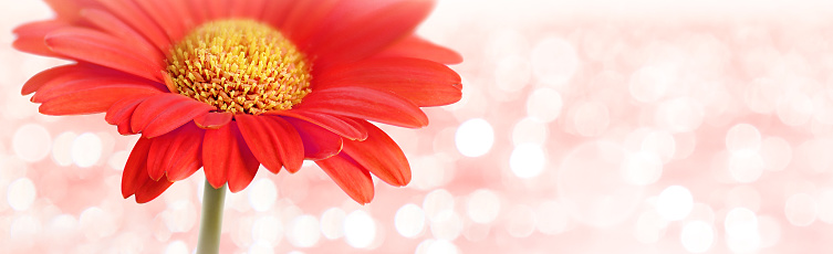 Red Gerbera Flower on pink blur spring Background, banner