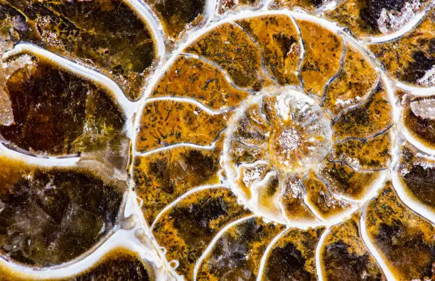 Photo of Ammonite fossolized prehistoric shell
