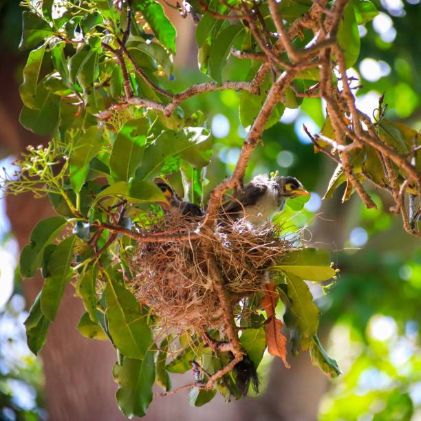istock Noisy Miner chicks in their nest found in a park tree In mid Spring Sydney Australia 1279600010