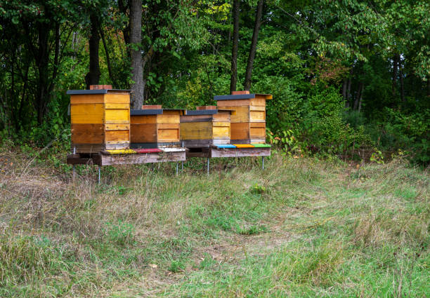 istock Beekeeping with wooden beeyards 1279604489
