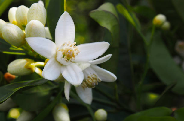 istock Valencian orange and orange blossoms. Spain.Spring 1279604866