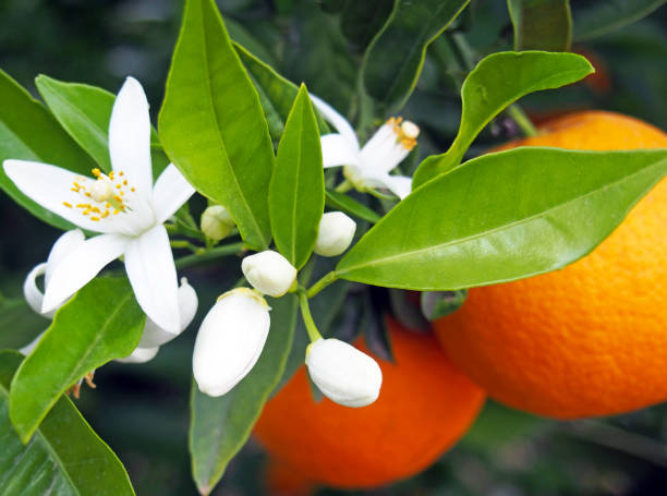 istock Valencian orange and orange blossoms. Spain.Spring 1279604888
