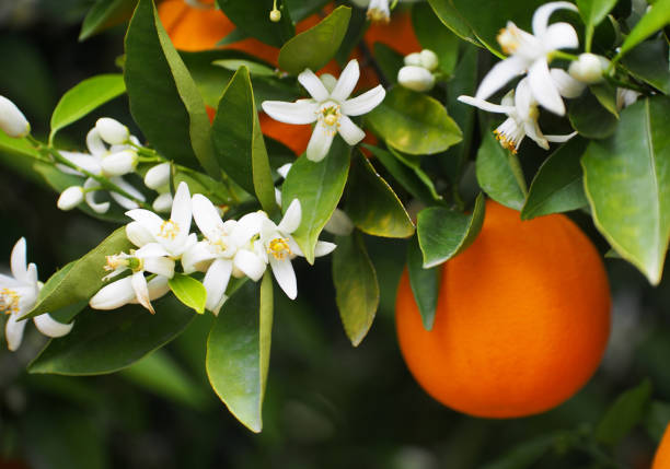istock Valencian orange and orange blossoms. Spain.Spring 1279605552