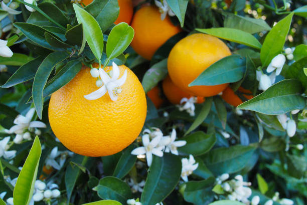 istock Valencian orange and orange blossoms. Spain.Spring 1279605598